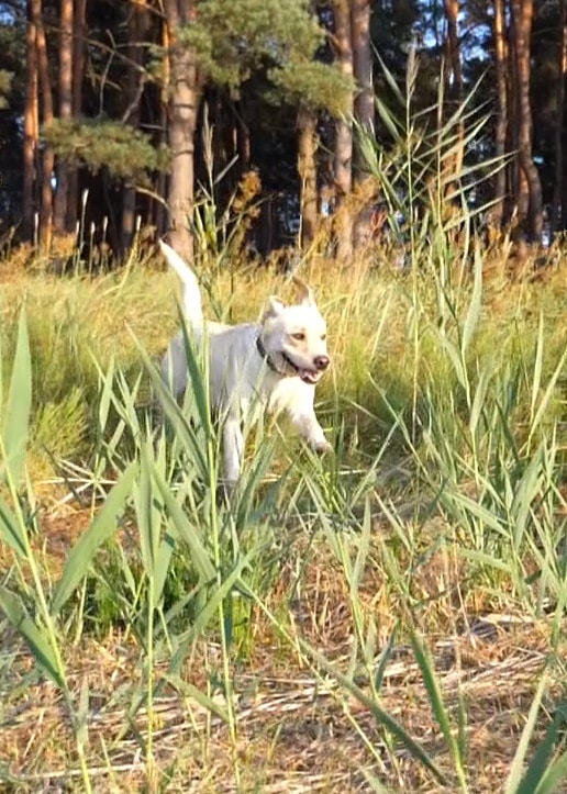 Happy dog plays outside after veterinary care in Lumberton NC
