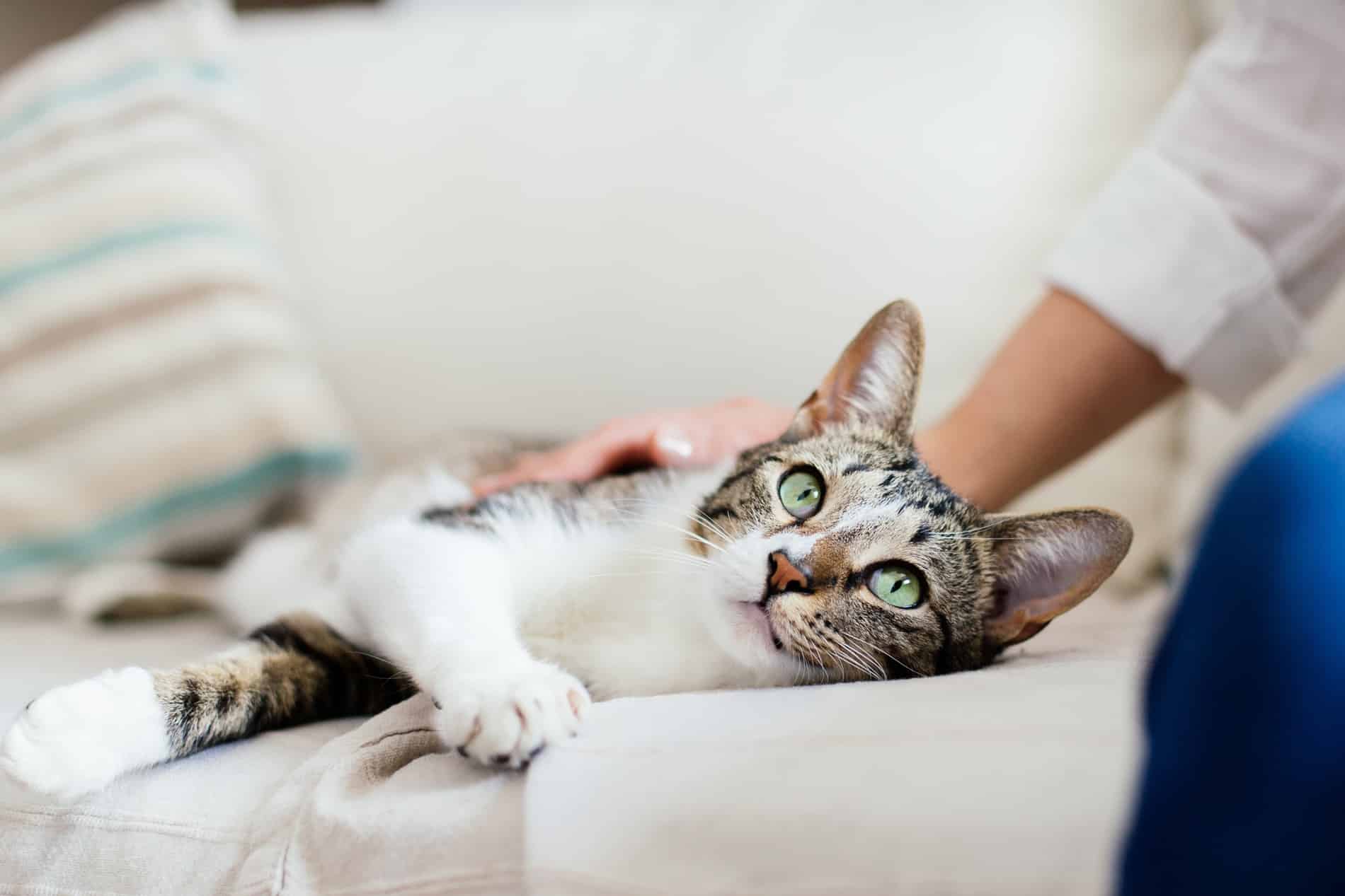 AdobeStock_256090881 v2 Cat lounging after professional wellness care with Dr. Stone in Lumberton NC
