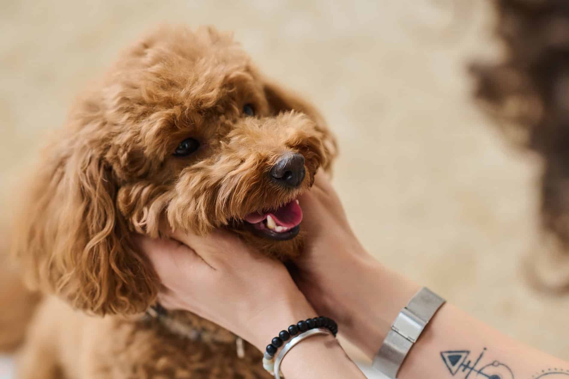 Dog smiles at owner, happy and healthy after veterinary wellness care in Lumberton