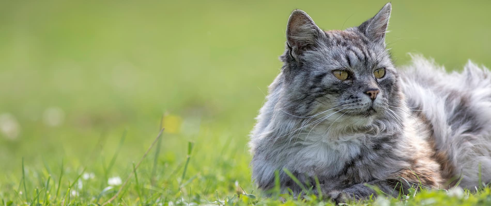 Old cat resting outside after veterinary care for senior pets in Lumberton NC