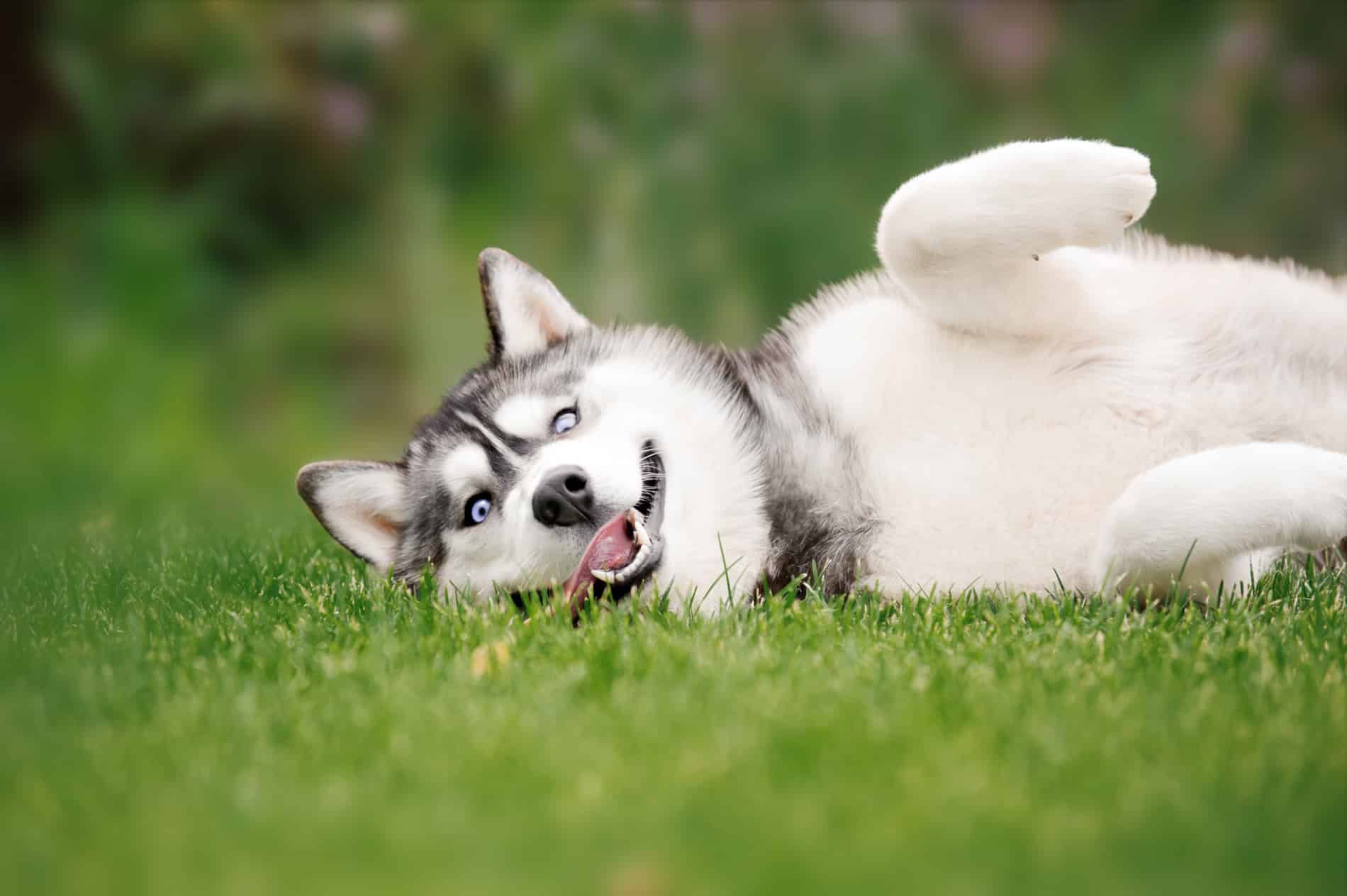 Dog enjoying the grass after pet surgery with Dr. Stone in Lumberton