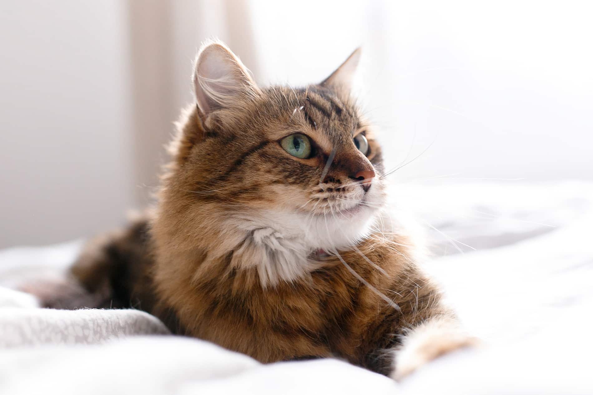 Cat recovering for surgery for pets at Front Porch Veterinary Clinic in Lumberton NC