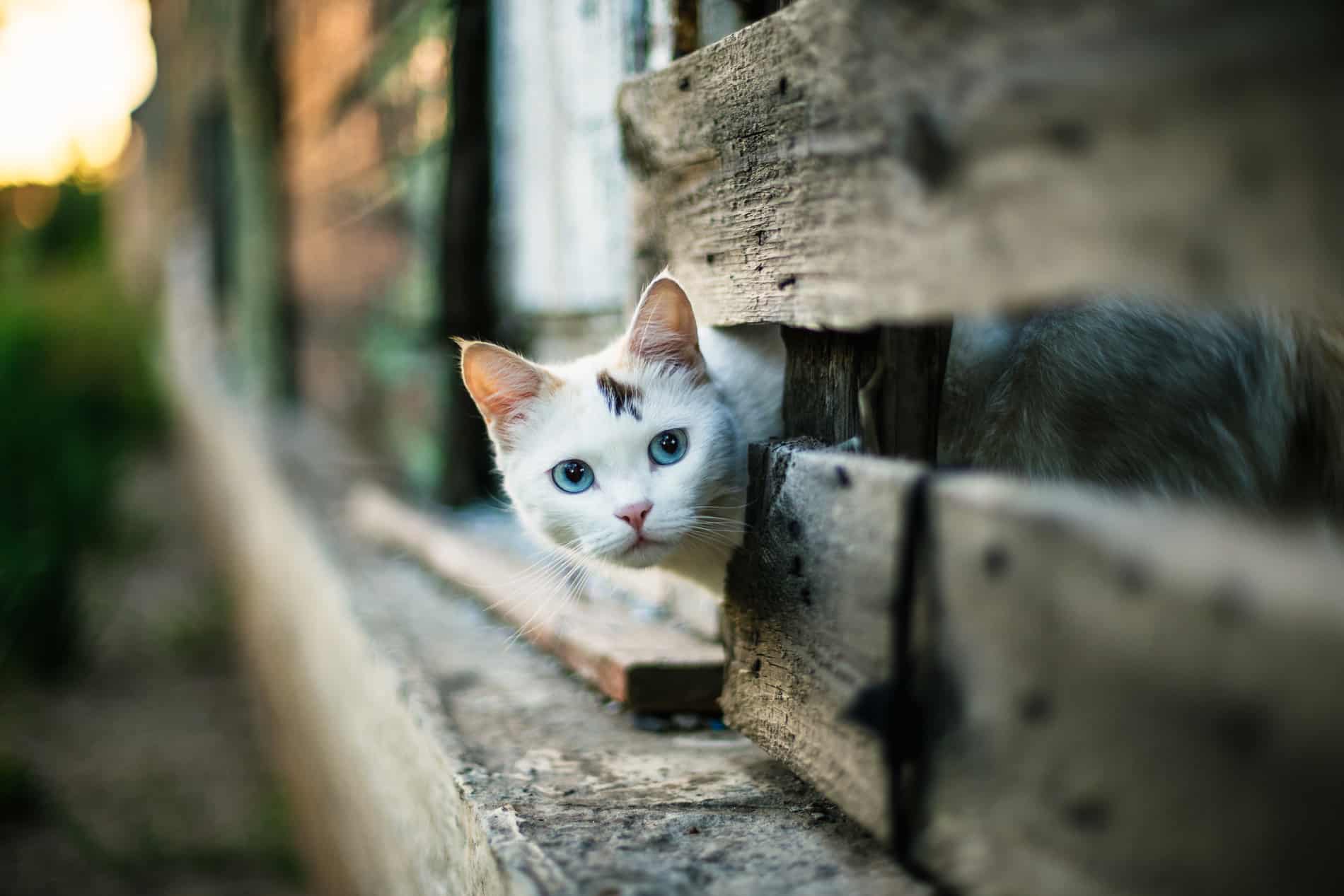 Cat exploring after dental care for pets in Lumberton NC