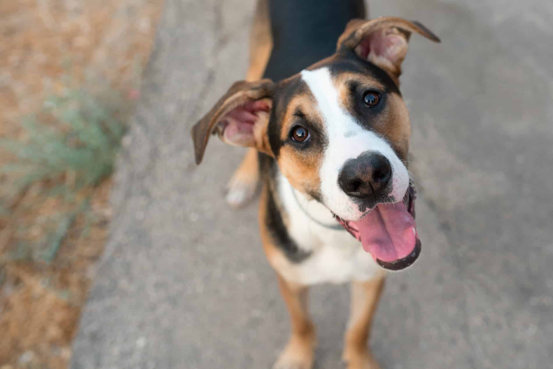 Dog showing off his healthy smile after a dental cleaning with Dr. Stone