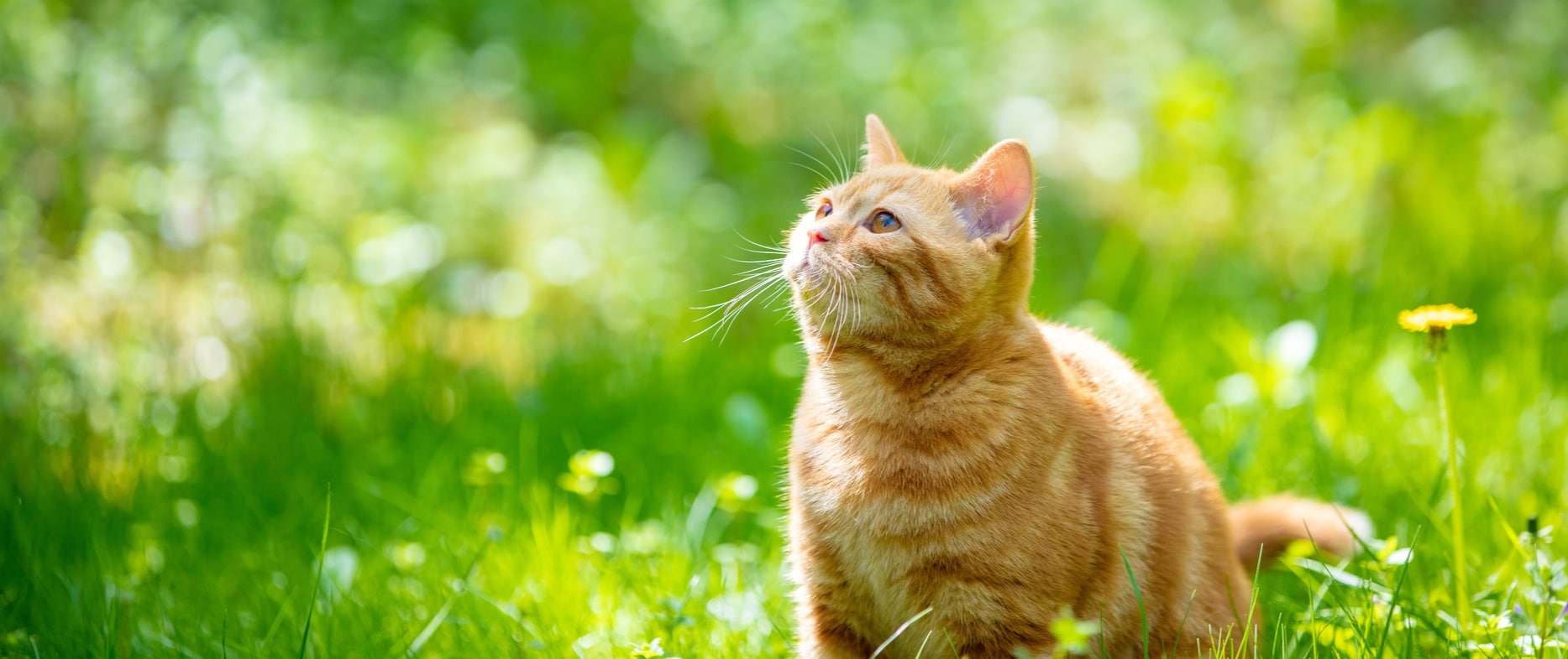 Cat enjoying the sun on the way to a pet dental appointment in Lumberton NC
