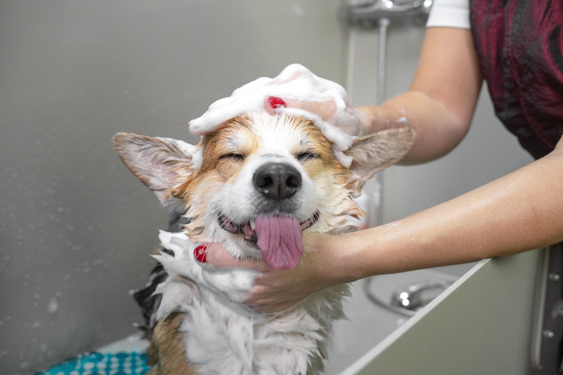 Dog being washed at her grooming appointment in Lumberton NC