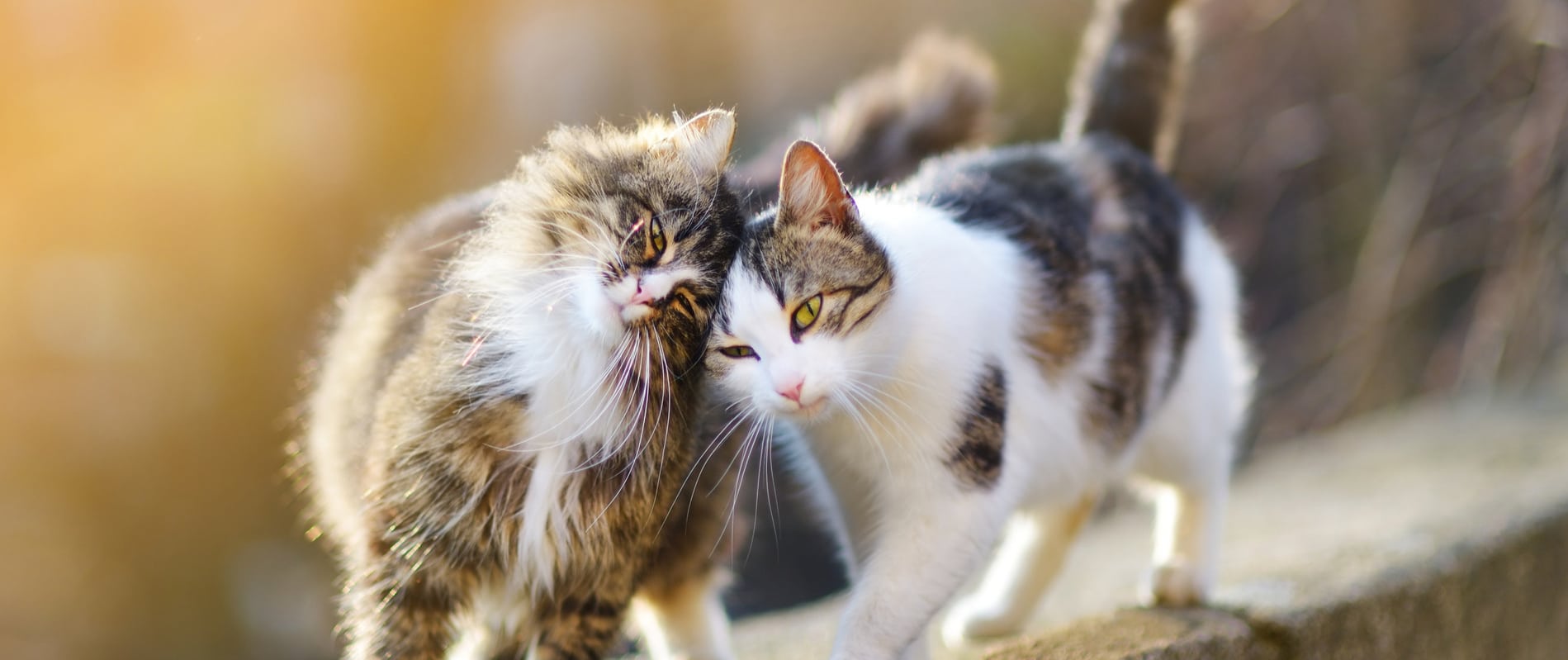 Cats purring at the pet boarding facility in Lumberton NC