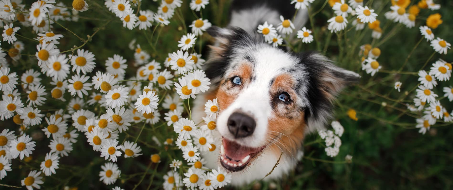 Dog playing outside withour injury after seeing Dr. Stone in Lumberton NC
