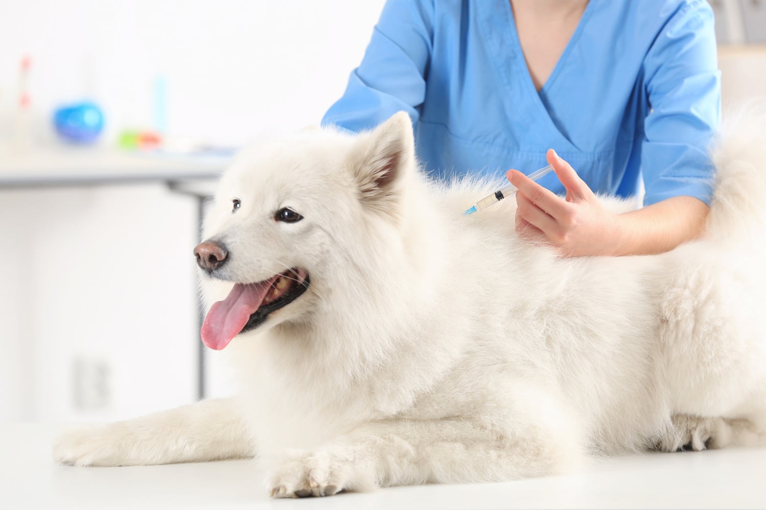 Dog gets vaccines at the vet in Lumberton NC